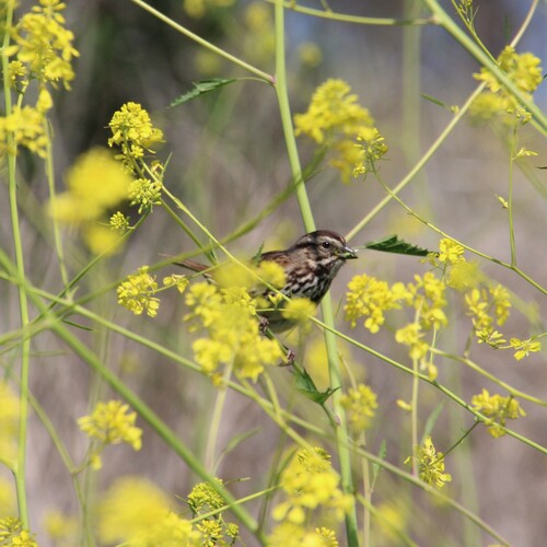 iNaturalist observation photo of Song Sparrow