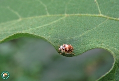 Psyllobora confluens