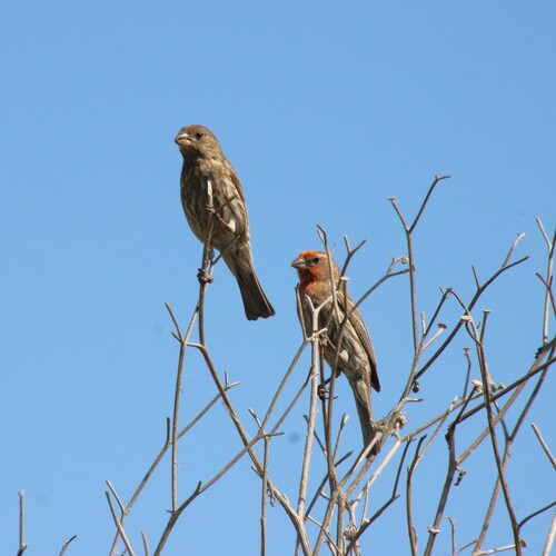 iNaturalist observation photo of House Finch