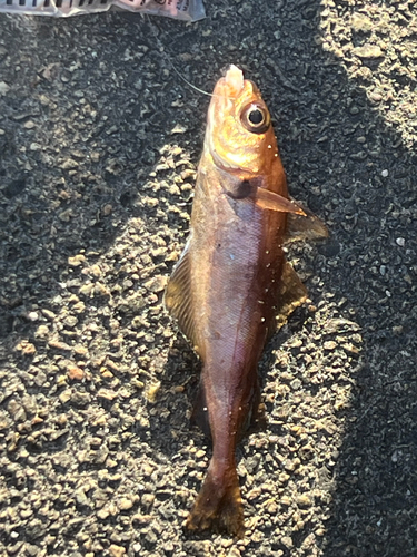 Norway pout (Trisopterus esmarkii) — Gadidae
