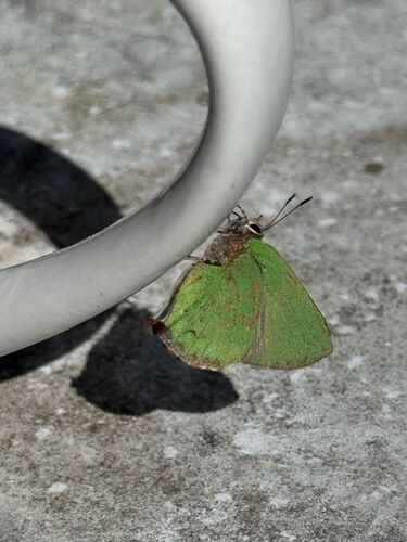 Greenstreaks