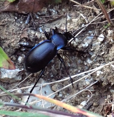 Carabus germarii