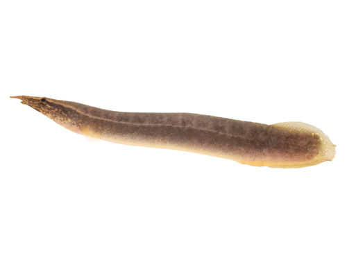 Peacock eel (Macrognathus siamensis) — Mastacembelidae
