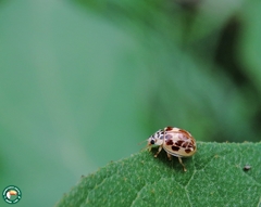 Psyllobora confluens