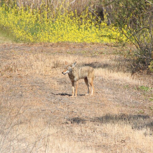 iNaturalist observation photo of Coyote