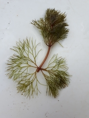 Bidens beckii