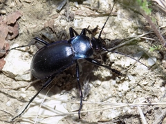 Carabus germarii