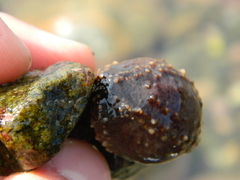 Cucumaria frondosa