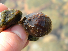 Cucumaria frondosa