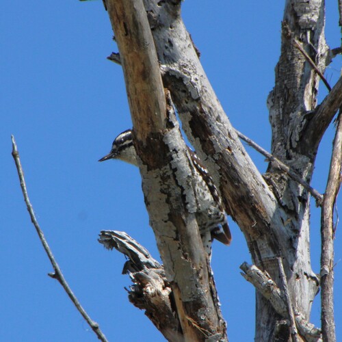 iNaturalist observation photo of Nuttall's Woodpecker