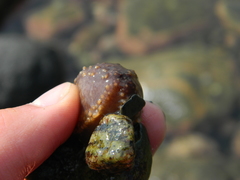 Cucumaria frondosa