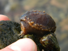 Cucumaria frondosa
