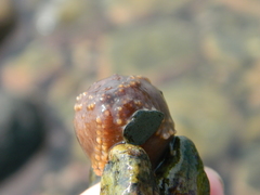 Cucumaria frondosa