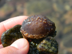 Cucumaria frondosa
