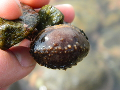 Cucumaria frondosa