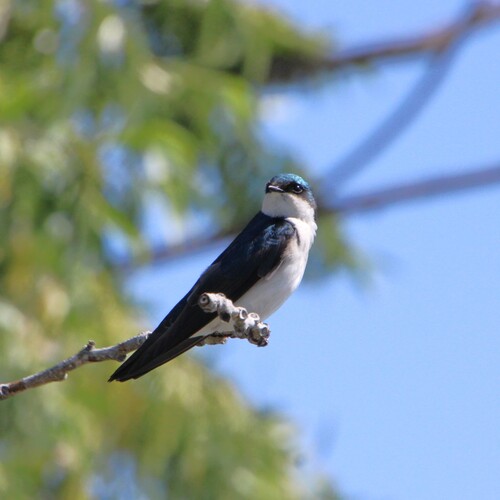 iNaturalist observation photo of Tree Swallow