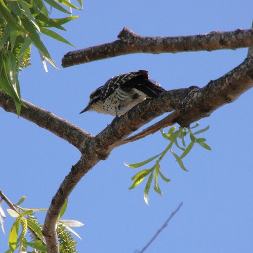 iNaturalist observation photo of Nuttall's Woodpecker