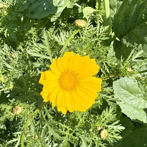 iNaturalist observation photo of Garland Daisy