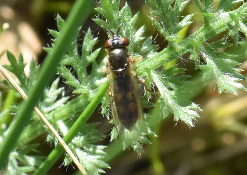 Variable Duskyface Fly, Groesbeek, Nederland, photo 9 of 10
