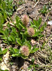 Salix petrophila