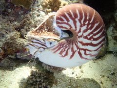 Nautilus