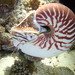 Nautilus pompilius - Photo (c) Frédéric Ducarme, μερικά δικαιώματα διατηρούνται (CC BY-NC-ND), uploaded by Frédéric Ducarme