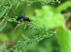 Exetastes fornicator nervulus