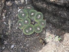 Mammillaria perbella