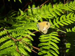 Coenonympha dorus