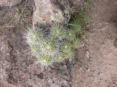 Mammillaria compressa compressa