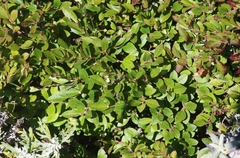 Vaccinium ×brunoense