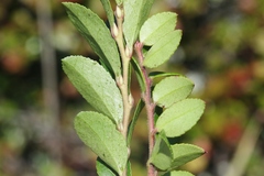 Vaccinium ×brunoense
