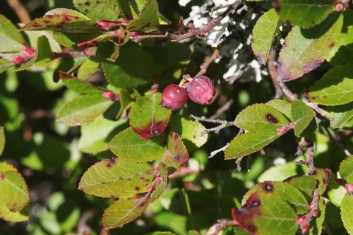 Huckleberry fruiting