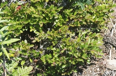 Vaccinium ×brunoense