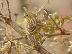 Crithagra dorsostriata