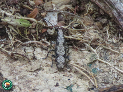 Ptychoderes nebulosus