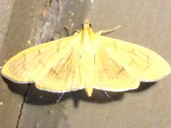 Psara obscuralis