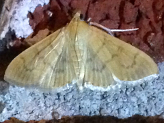 Psara obscuralis