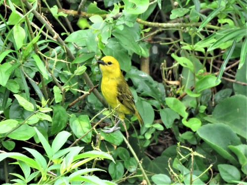 Slender-billed Weaver (Ploceus pelzelni), photo 3