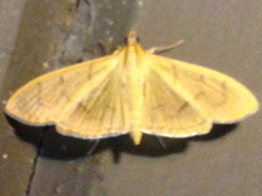Psara obscuralis