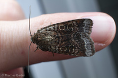 Abagrotis scopeops