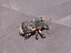 Cryptorhynchus lapathi