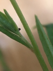Epilobium leptophyllum