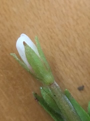 Epilobium leptophyllum