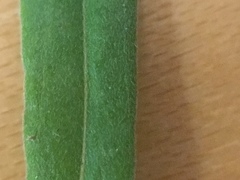 Epilobium leptophyllum