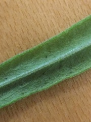 Epilobium leptophyllum