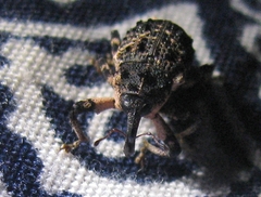 Cryptorhynchus lapathi