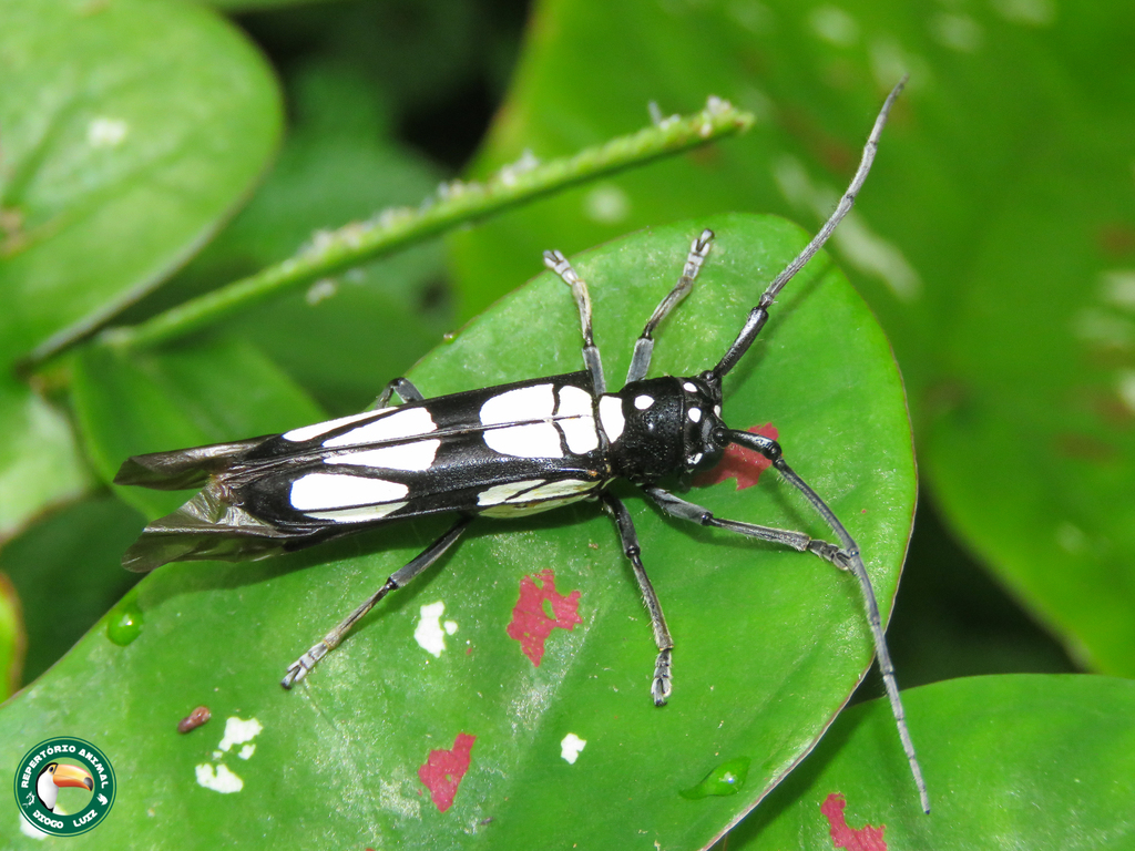 Quatiara luctuosa