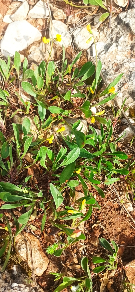 Caterpillar-plant