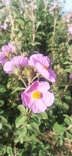 Cisto di Creta